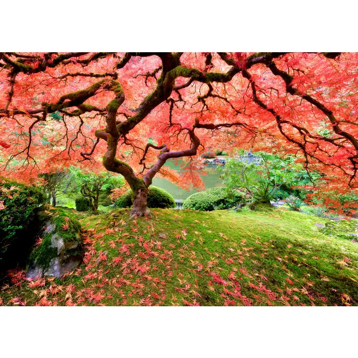 Japanese Maple Tree 1000pc